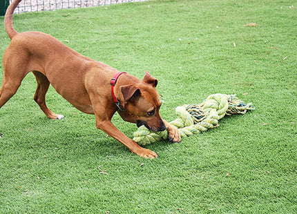 Een hond die energiek speelt met een Happy Pet - Happy Kingsize Tug Rope, waardoor zijn gebit gezond blijft.