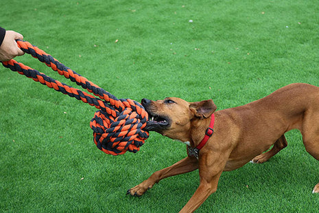 Een gelukkig huisdier - Nuts For Knots Extreme Tugger-hond speelt met een touw.