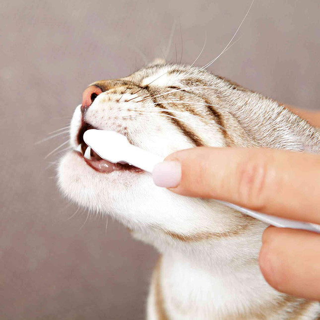 Een persoon gebruikt de Trixie - Gebitsverzorgingsset om de tanden van de kat te poetsen, waardoor een goede mondhygiëne wordt gewaarborgd en de opbouw van tandplak en tandsteen wordt voorkomen.